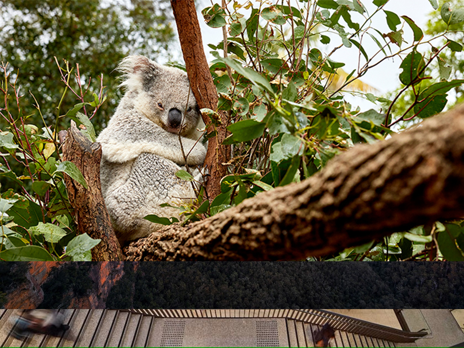 Sydney Taronga zoo 